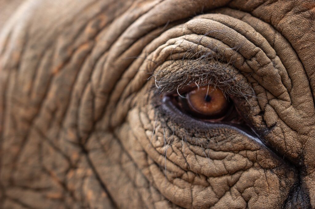 Auf diesem Bild sieht man ein Auge eines Elefanten. 