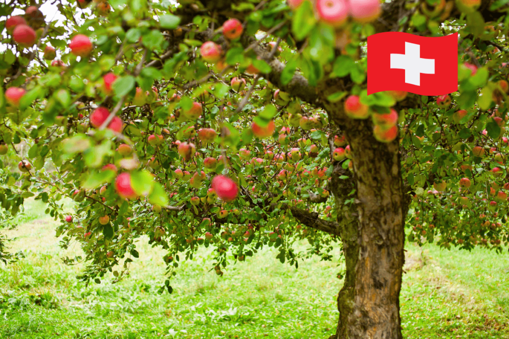 Auf einer Wiese sieht man einen Teil eines Apfelbaums. Rechts oben sieht man ein Schweizer Kreuz. Es hat reife Äpfel an den Ästen.