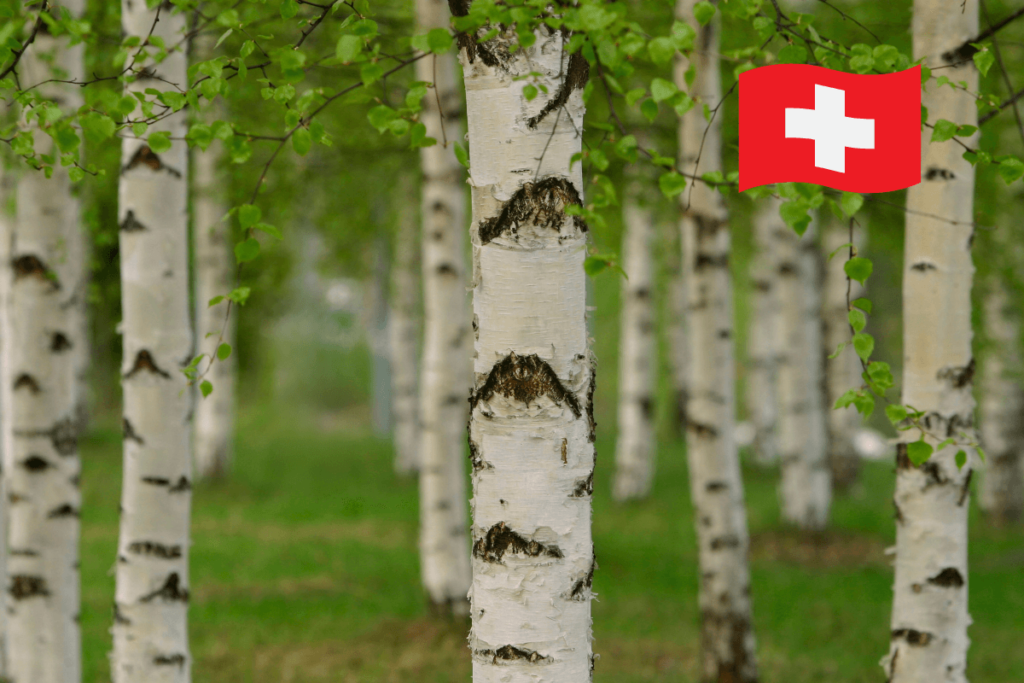 Auf dem Bild ist ein Birkenwald zu sehen. Ein Schweizer Kreuz ist auf der rechten oberen Seite.